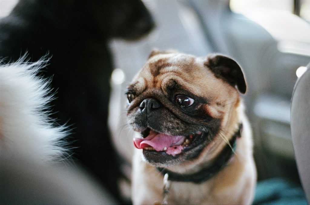 Breeds with flat faces, such as pugs and French bulldogs, have a higher risk of heatstroke.Danielle D. Hughson / Getty Images