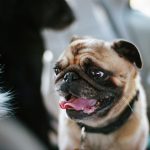 Breeds with flat faces, such as pugs and French bulldogs, have a higher risk of heatstroke.Danielle D. Hughson / Getty Images
