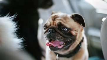 Breeds with flat faces, such as pugs and French bulldogs, have a higher risk of heatstroke.Danielle D. Hughson / Getty Images