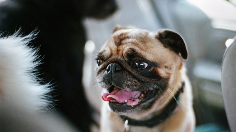 Breeds with flat faces, such as pugs and French bulldogs, have a higher risk of heatstroke.Danielle D. Hughson / Getty Images