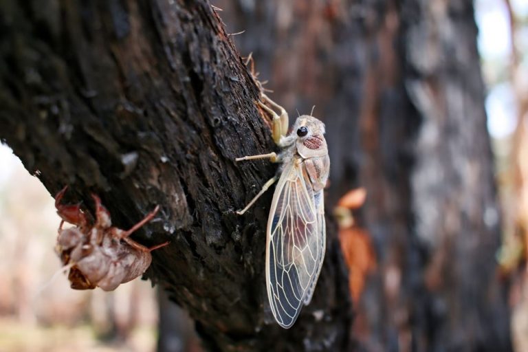 Zombie cicada danger after coronavirus in the USA