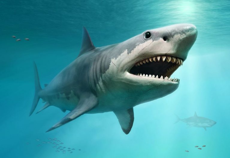 True dimensions of Megalodon Shark revealed for the first time
