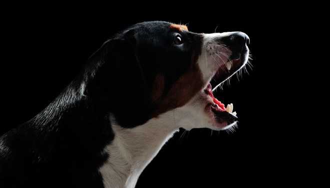 Human’s oldest friend dogs