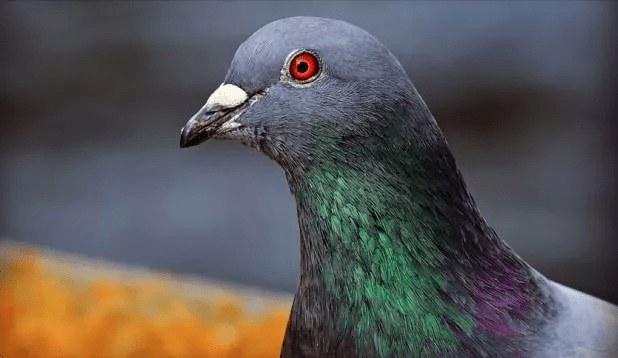 New Kim named pigeon overtakes Ferrari with sale price