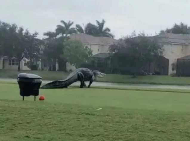 Colossal crocodile on the golf course
