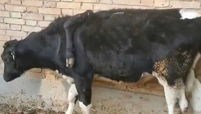 5-legged cow in China surprised those who saw