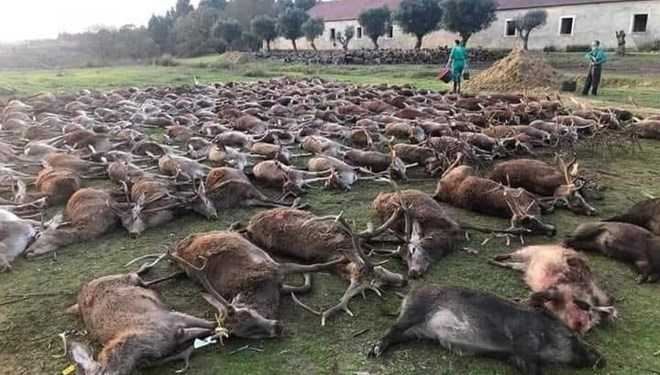 Massacre in Portugal: 540 wild deer killed in two days