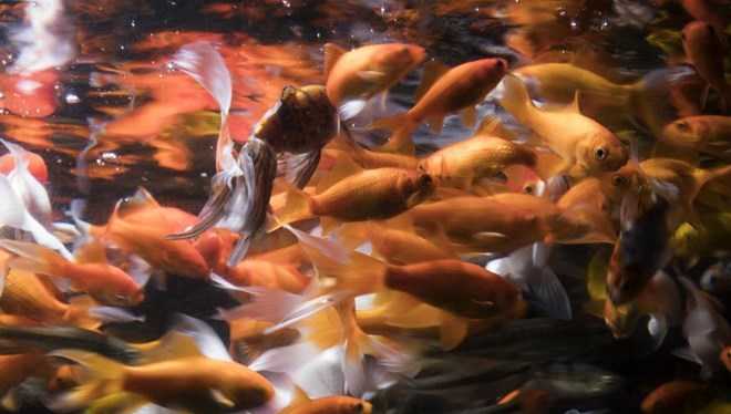 Giant goldfish caught in the US