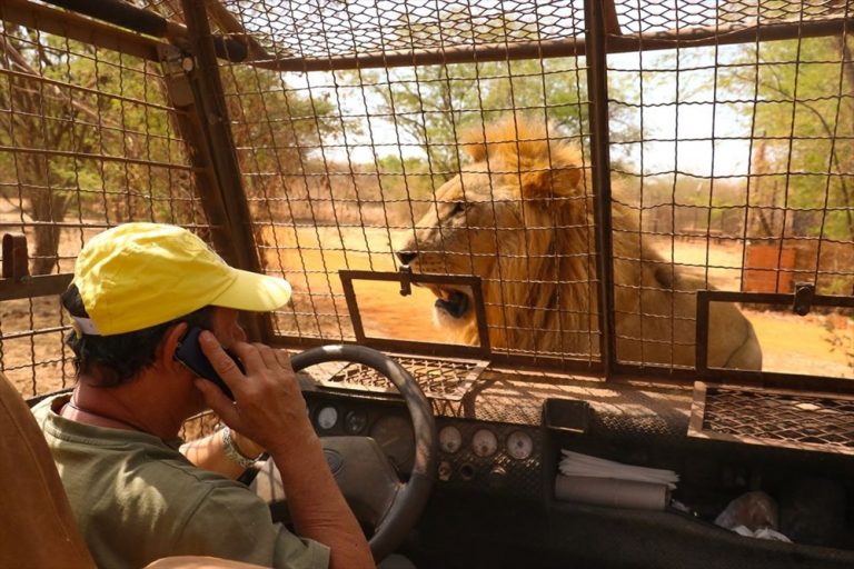 They enter the ‘cage’ to see the lions up close