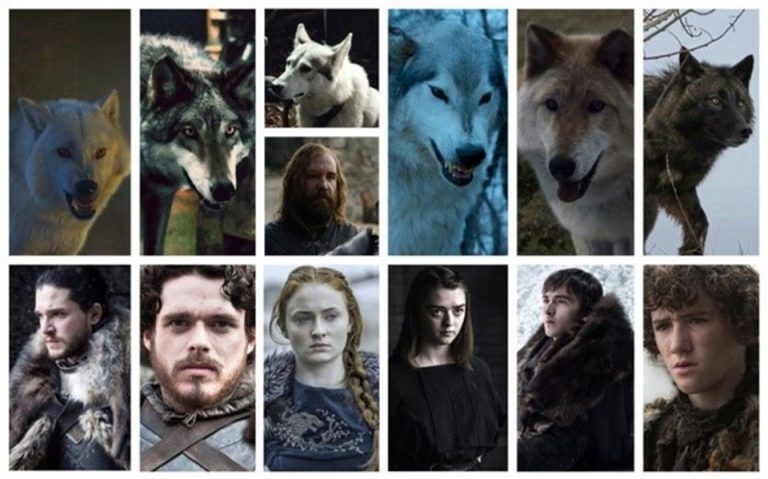 Out-of-the-box research on the great wolves that inspired the scientist “Game of Thrones”