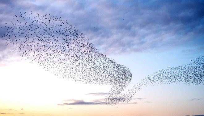 Starling Bank The Murmur: January Edition